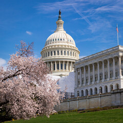 United States Capitol with Cherry Blossom Tree at Washington DC. Selective focus.