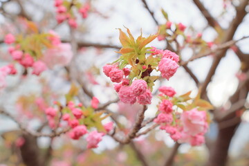 紅ザクラ