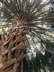 Huge old Palmetto in Florida looking upwards through fronds - 587494640