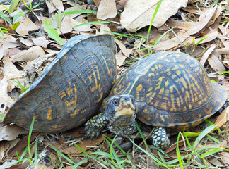 A Focus Stacked Close-up Image of Turtle Wars, One Turns the Other Over on It's Back