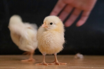 cute Chicks