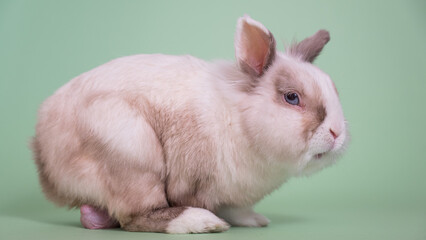 Portrait of a gray and white fox dwarf rabbit with large testicles.