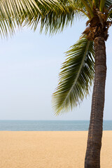 Coconut palm tree with sea