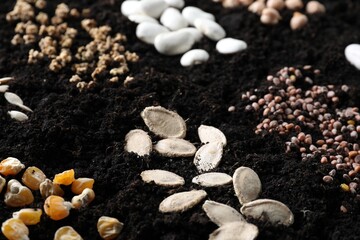 Different seeds on fertile soil, closeup. Vegetables growing