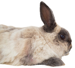 Side view of brown rabbit sitting 