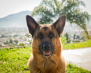 german shepherd dog with view in background