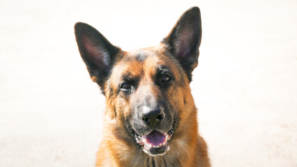 german shepherd dog white background
