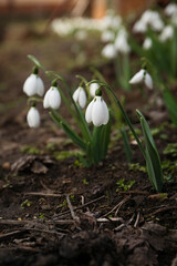 Beautiful white blooming snowdrops growing outdoors. Spring flowers