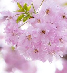 美しいピンク色の桜