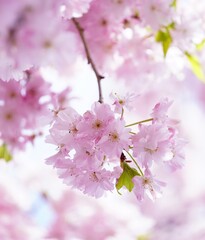 Fototapeta na wymiar 春の日差しに映える桜