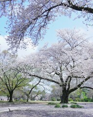 満開なさくらの公園