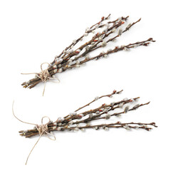 Willow branches with fluffy catkins isolated on white