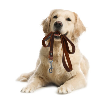 Adorable Golden Retriever dog holding leash in mouth on white background