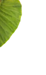 Gordijnen Patterned plant leaf  © vectorfusionart