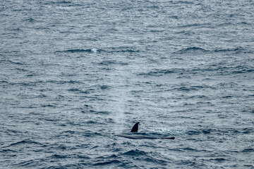 Fin Whale spouting near Elephant Island in Antarctica
