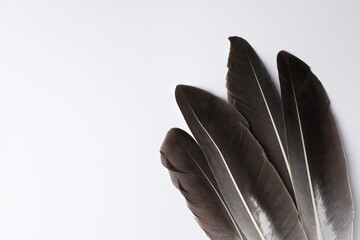 Many beautiful bird feathers on white background, flat lay. Space for text