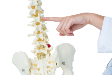 Doctor pointing an anatomical spine