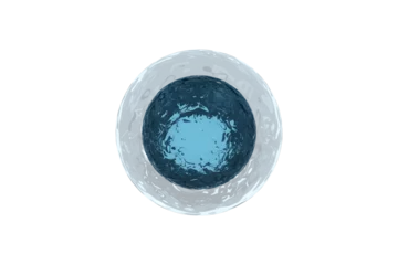 Foto op Plexiglas Human egg over white background © vectorfusionart