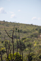 birds couple green macaw nature biodiversity nature jungle