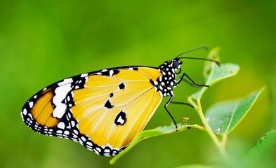 butterfly on a flower