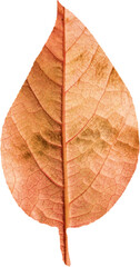 Close up of brown autumnal leaf