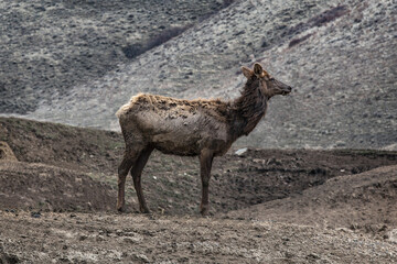 Elk Pausing in Hills