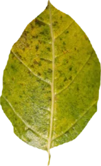 Gordijnen Close up of green leaf © vectorfusionart