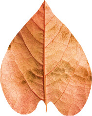 Close-up of brown leaf