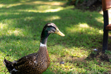 duck in the grass