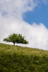 Obraz premium lonely tree on the hill