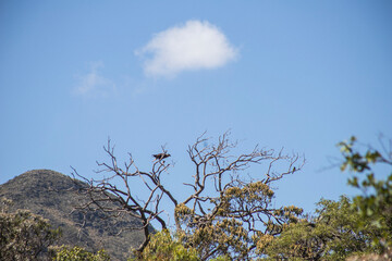 Hawk Hunter
