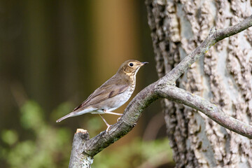 Hermit Thrush Perched On Limb-5467