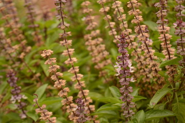 close up of lavender