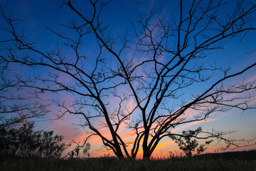 silhouette of tree at sunsets 