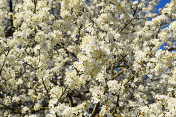 Blooming cherry tree 