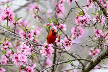 Male Cardinal Perched In Peachtree With Pink Blooms-5222