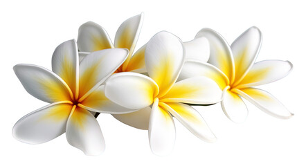 Illustration of beautiful Plumeria tropical flower blossoms in white. Isolated. Created using Generative AI.