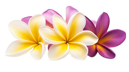 Illustration of beautiful Plumeria tropical flower blossoms in white and purple. Isolated. Created using Generative AI.