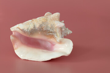 Nautilus shell of sea  isolate on pink background.