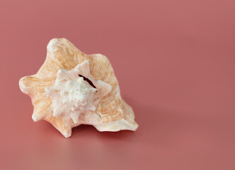 Nautilus shell of sea  isolate on pink background.