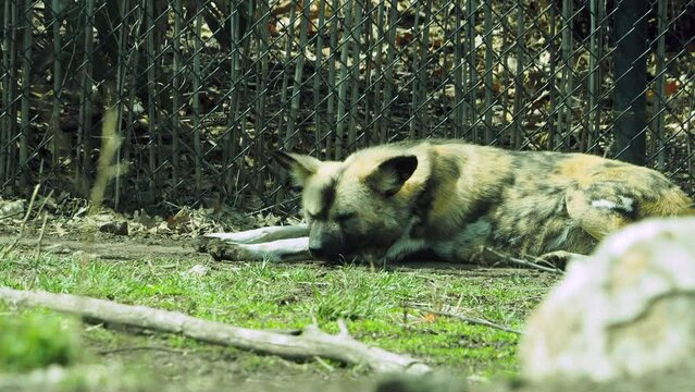 African Painted Dog Relaxing on Cool Spring Day