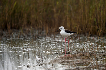 Himantopus himantopus - black-winged Stilt are It walks, searches for food and catches insects
and is a Shorebird that lives on the banks of the saltwater And in river and lakes
