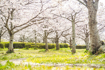 Fototapeta premium 桜並木