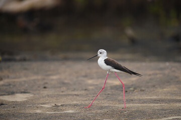 Himantopus himantopus - black-winged Stilt are It walks, searches for food and catches insects
and is a Shorebird that lives on the banks of the saltwater And in river and lakes
