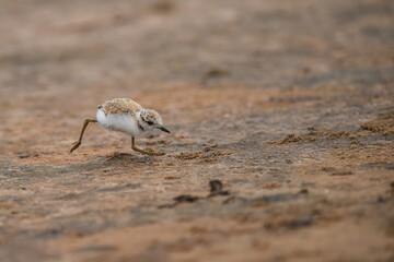Himantopus himantopus - Baby black-winged Stilt Chicks are It walks, searches for food and catches insects
and is a Shore bird that lives on the banks of the saltwater And in river and lakes
