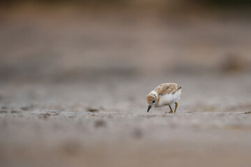 Himantopus himantopus - Baby black-winged Stilt Chicks are It walks, searches for food and catches insects
and is a Shore bird that lives on the banks of the saltwater And in river and lakes
