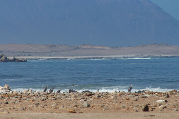 Coastal range in northern Chile, between Iquique and Tocopilla
