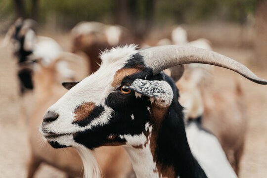 Portrait of a goat