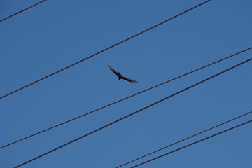 Black vulture flying above electric power lines
