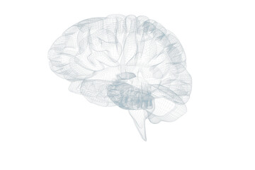 3d illustration of human brain  - obrazy, fototapety, plakaty